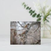 Sparrow auf Zweigniederlassung Postkarte (Stehend Vorderseite)