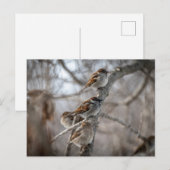 Sparrow auf Zweigniederlassung Postkarte (Vorne/Hinten)