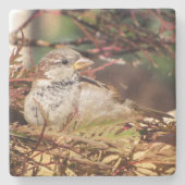 Sparrow - Backyard Bird Series -    Untersetzer (Vorderseite)