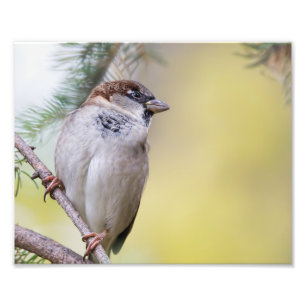 Sparrow Bird Fotografy Fotodruck