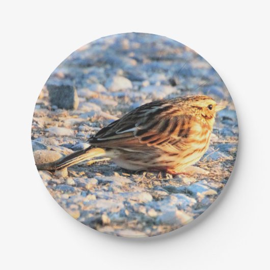Sparrow Bird Pappteller (Vorderseite)