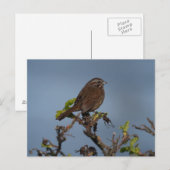 Sparrow Blue Sky Postcard Postkarte (Vorne/Hinten)