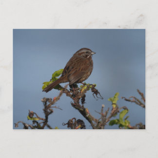 Sparrow Blue Sky Postcard Postkarte