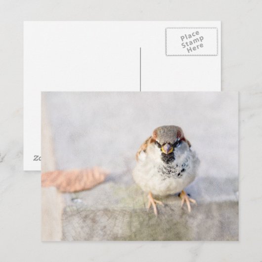 Sparrow - Der Krieger Postkarte (Vorne/Hinten)
