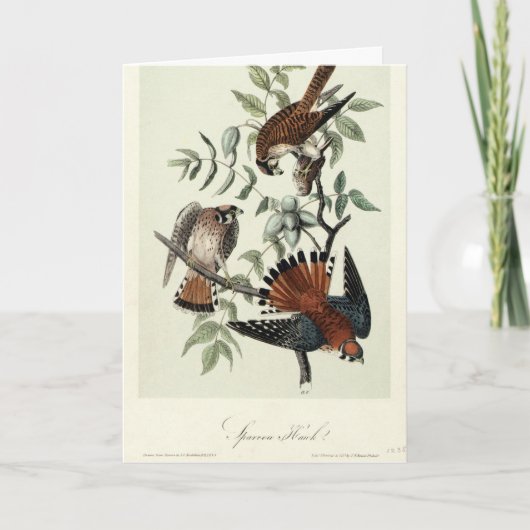 Sparrow-Falken Feiertagskarte (Vorderseite)