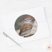 Sparrow-Foto Runder Aufkleber (Umschlag)