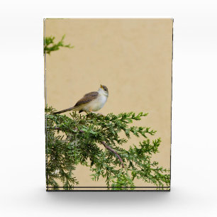 Sparrow Fotoblock