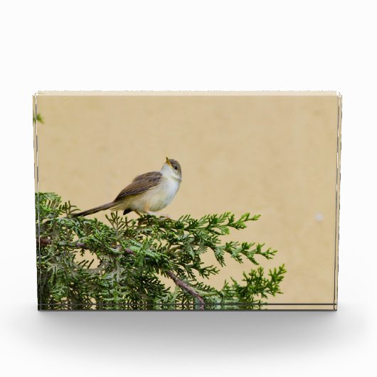 Sparrow Fotoblock (Vorderseite)