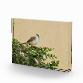 Sparrow Fotoblock (Rechts)