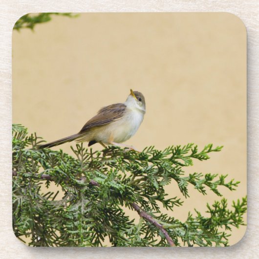 Sparrow Getränkeuntersetzer (Vorderseite)