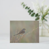 Sparrow im Gras 2 Postkarte (Stehend Vorderseite)