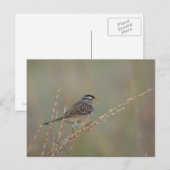 Sparrow im Gras 2 Postkarte (Vorne/Hinten)