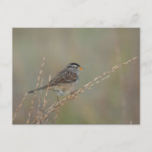 Sparrow im Gras 2 Postkarte
