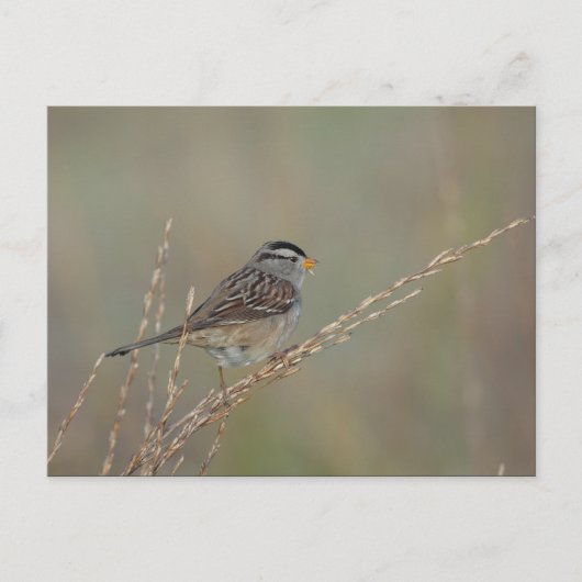 Sparrow im Gras 2 Postkarte (Vorderseite)