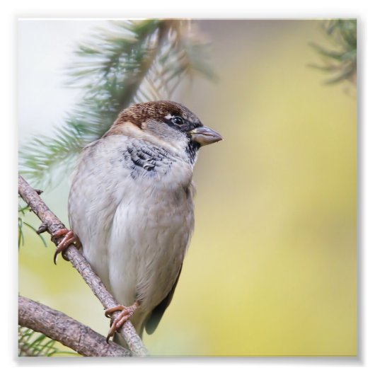 Sparrow im Pinienwald Fotodruck (Vorne)