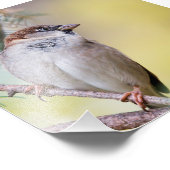Sparrow im Pinienwald Fotodruck (Ecke)