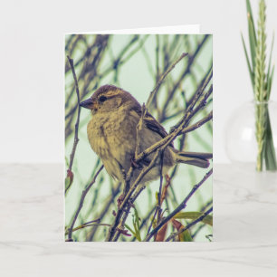 Sparrow im Tree-Foto Karte
