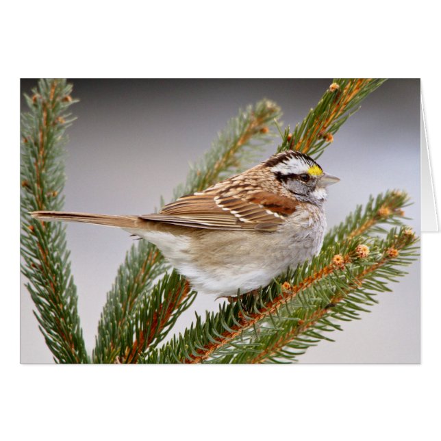 Sparrow im Winter (Vorderseite (Horizontal))
