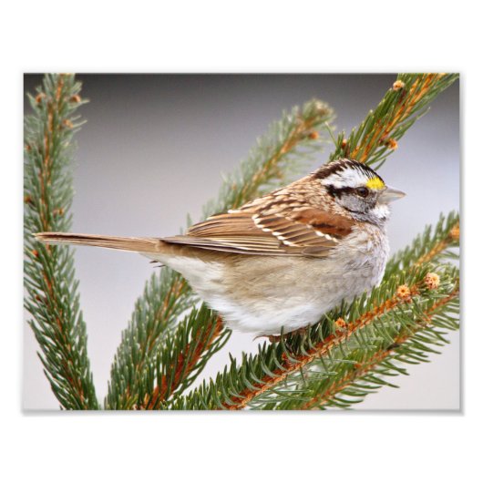 Sparrow im Winter Fotodruck (Vorne)