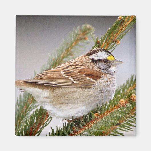 Sparrow im Winter Magnet (Vorne)