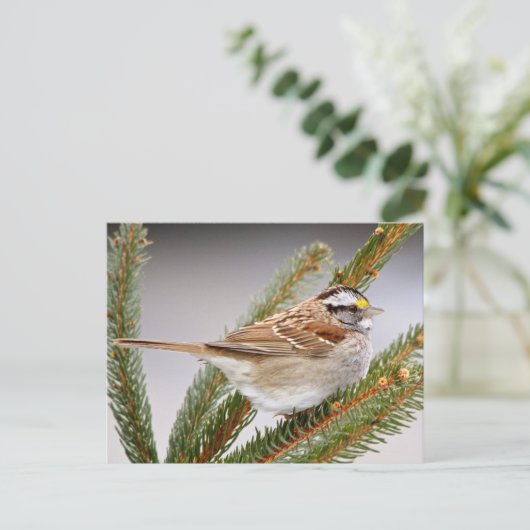 Sparrow im Winter Postkarte (Stehend Vorderseite)