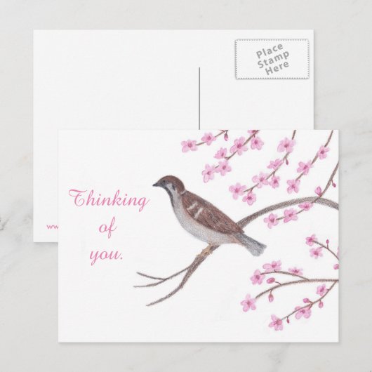 Sparrow in Cherry Blossom Tree Denken Postkarten (Vorne/Hinten)