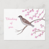 Sparrow in Cherry Blossom Tree Denken Postkarten (Vorderseite)