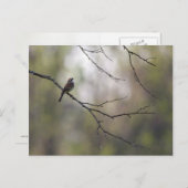 Sparrow in einer Waldlandschaft Postkarte (Vorne/Hinten)