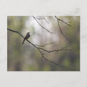 Sparrow in einer Waldlandschaft Postkarte