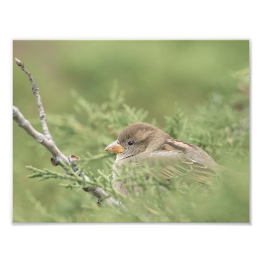 Sparrow in Zedernfotografie Fotodruck (Vorne)