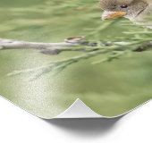 Sparrow in Zedernfotografie Fotodruck (Ecke)
