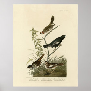 Sparrow, Lark Bunting, Audubons Vögel von Amerika Poster