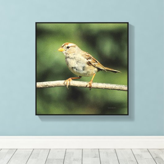 Sparrow Leinwanddruck (Insitu (Holzboden))