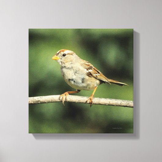 Sparrow Leinwanddruck (Vorderseite)