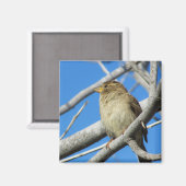 Sparrow Magnet (Vorderseite/Rückseite)