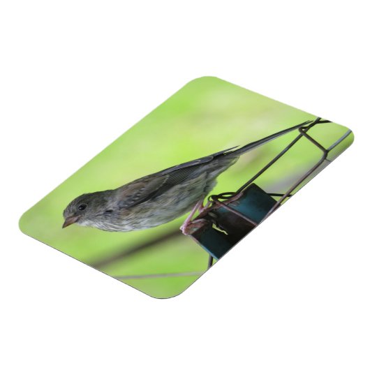 Sparrow Magnet (Linke Seite)