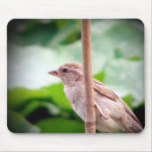 Sparrow Mousepad (Vorne)