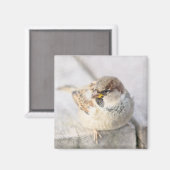 Sparrow - Nach dem transatlantischen Magnet (Vorderseite/Rückseite)