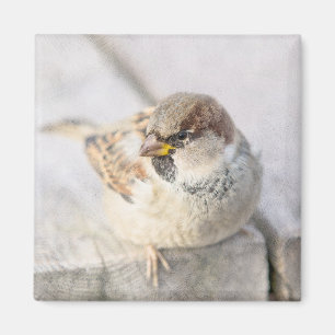 Sparrow - Nach dem transatlantischen Magnet