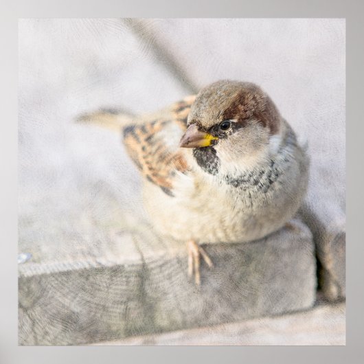 Sparrow - Nach dem transatlantischen Poster (Vorne)