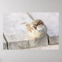 Sparrow - Nach dem transatlantischen