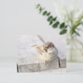 Sparrow - Nach dem transatlantischen Postkarte (Stehend Vorderseite)