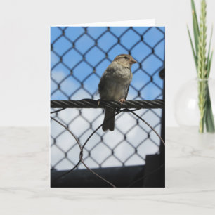 "Sparrow On Wire" Dankeschön Karte