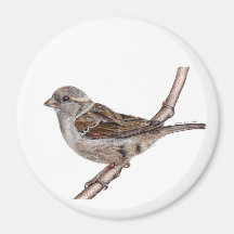 Sparrow (Passer Domesticus)