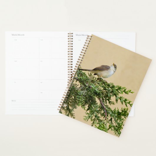 Sparrow Planer (Anzeige)