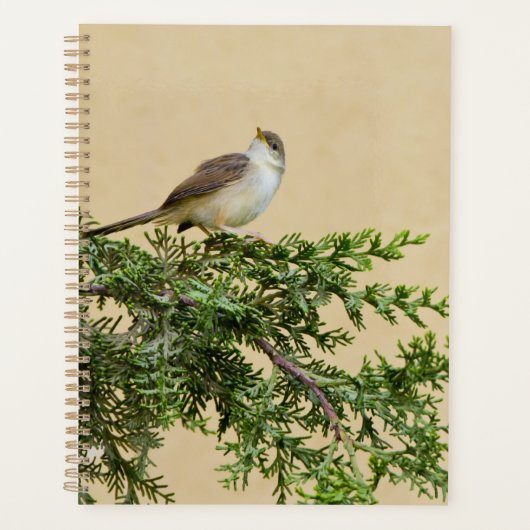 Sparrow Planer (Vorderseite)