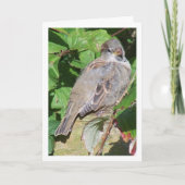 Sparrow-Portrait Karte (Vorderseite)