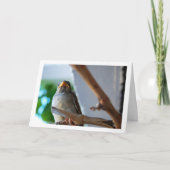 Sparrow-Porträt Karte (Vorderseite)