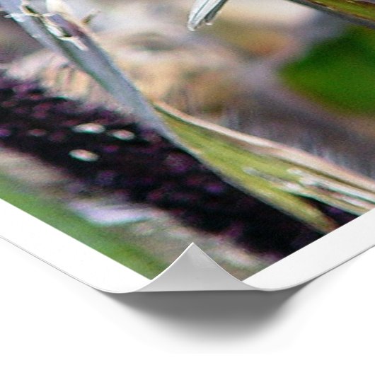 Sparrow Poster (Ecke)