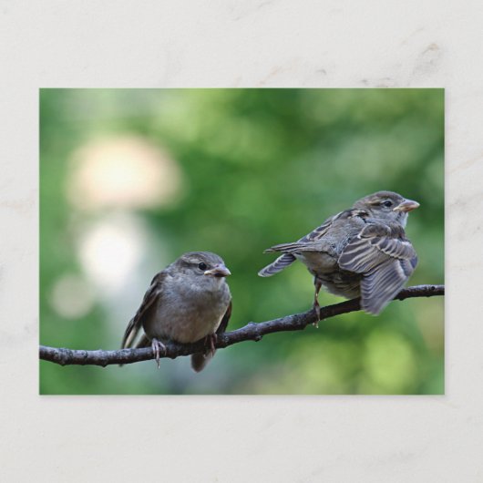 Sparrow Postkarte (Vorderseite)